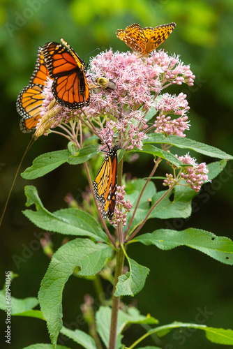 Cluster of butterflies foraging on a wildflower in New Hampshire. photo