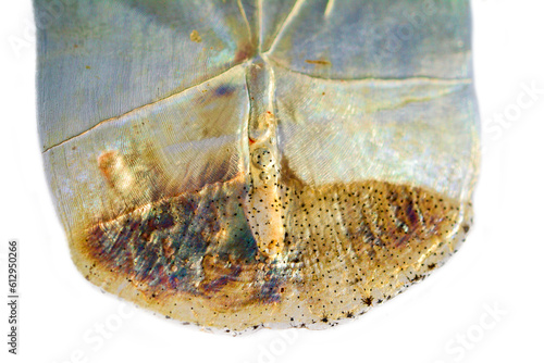 Fish scales, Silver bream (Blicca bjoerkna). Ultra macro on a white background photo