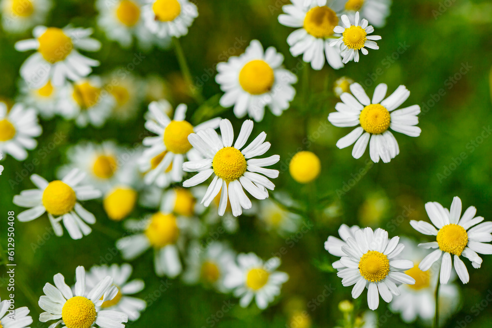 Chamomile daisies, wildflowers with white petals, selective focus