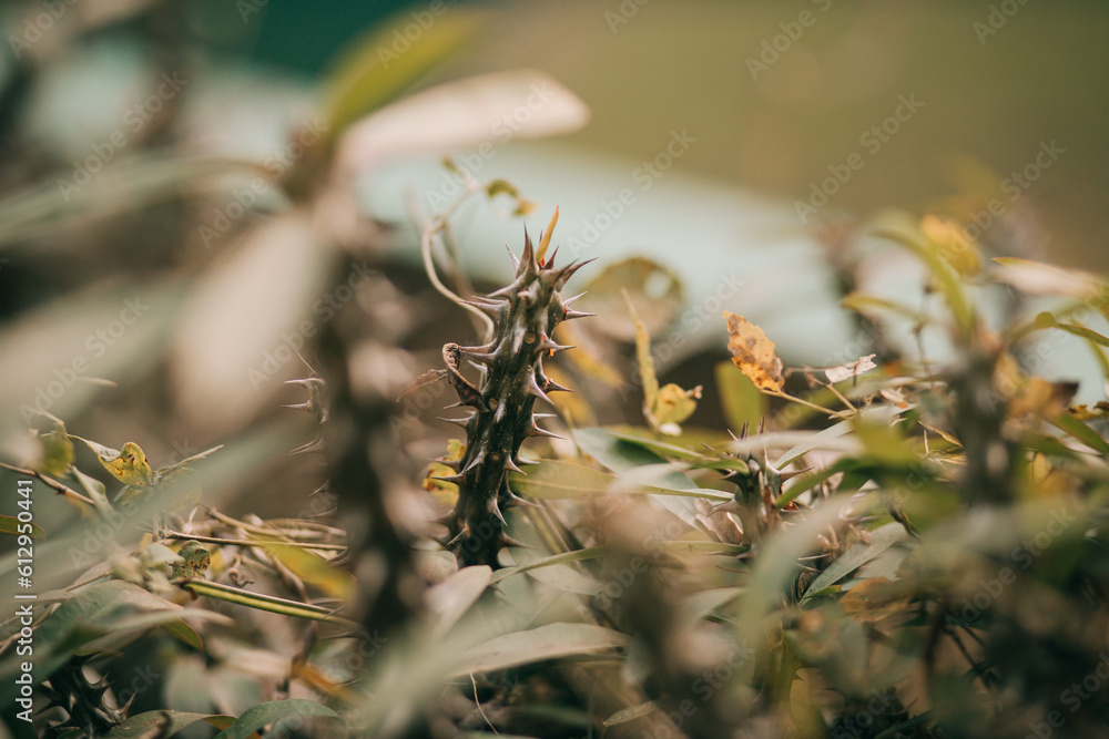 plant with thorns. thorn in half the plants plant with thorns. thorn in half the plants