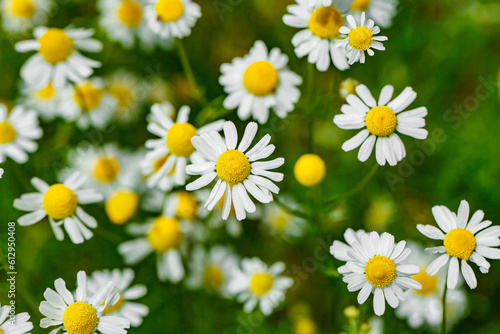Chamomile daisies, wildflowers with white petals, selective focus © elenvd