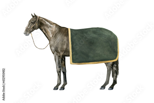 Watercolor illustration of a standing English Thoroughbred bay horse under a green blanket wearing a brown halter. Isolated. For prints on the theme of riding  equestrian sports  horse racing