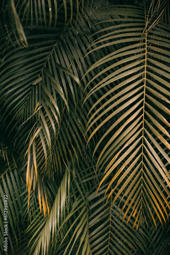 texture with palm leaf. yellow green palm plant texture with palm leaf. yellow green palm plant
