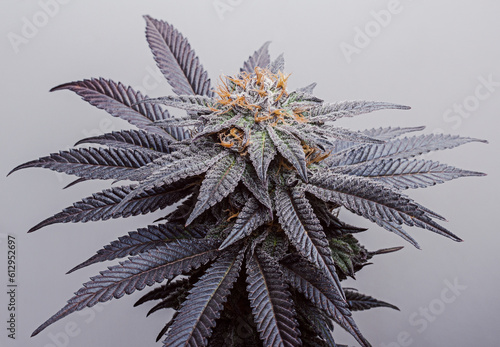 Grow Room Photography By Cannabis Camera