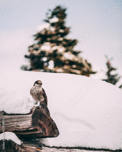 Canadian Jay just chillin out.