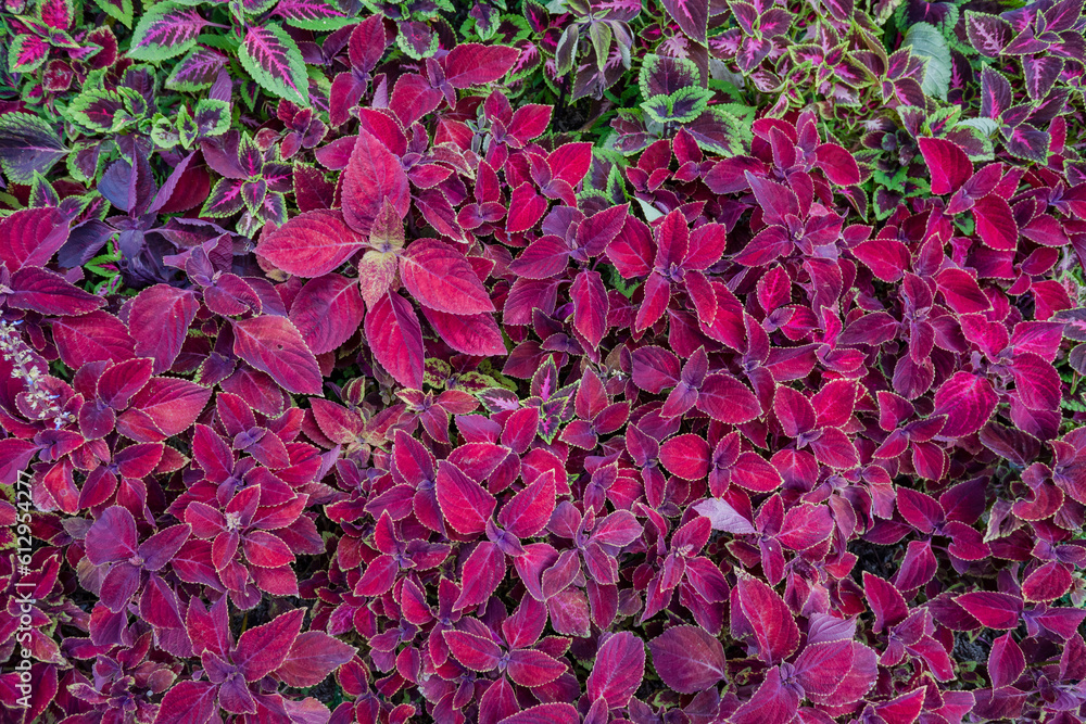 Lot of red leaf Miana, Iler Coleus scutellarioides on park as decorative plant. The photo is suitable to use for botanical background, nature poster and flora education content media.