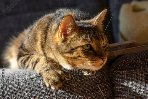 Lazy marbe domestic cat on gray sofa, interested expression, cute creature © Iva