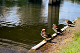 kaczki mandarynki siedzące przy wodzie