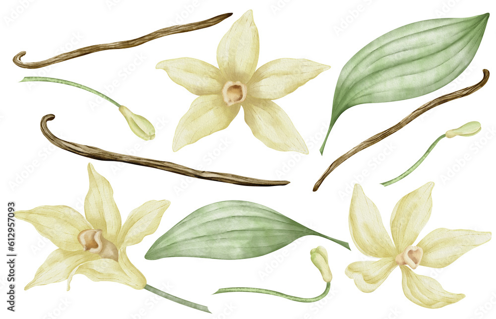 Vanilla Set with Flowers, Sticks and leaves. Hand drawn watercolor illustration of herb for spices on transparent isolated background. Botanical collection with pods. Ingredients for aroma oil.