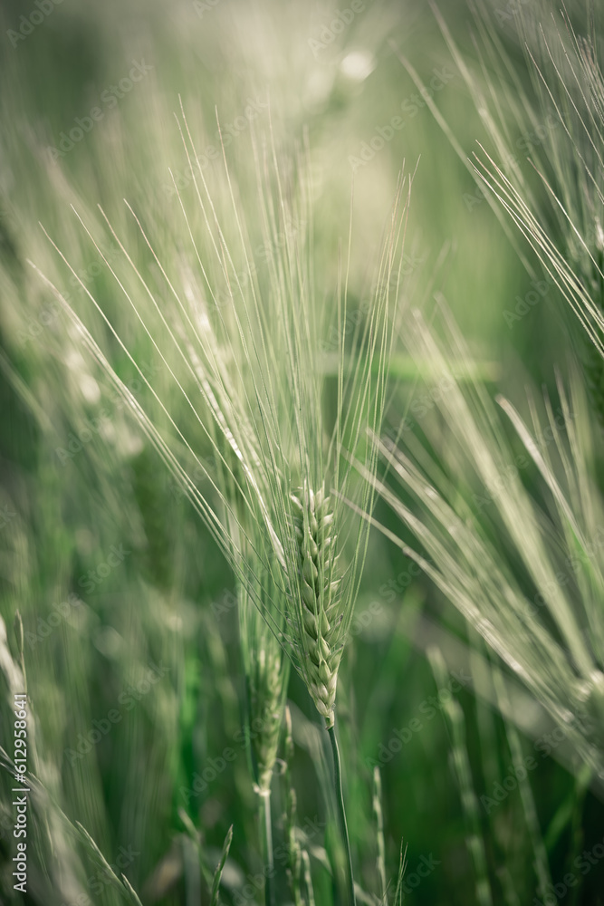 Fototapeta premium spikelets of green brewing barley in a field.