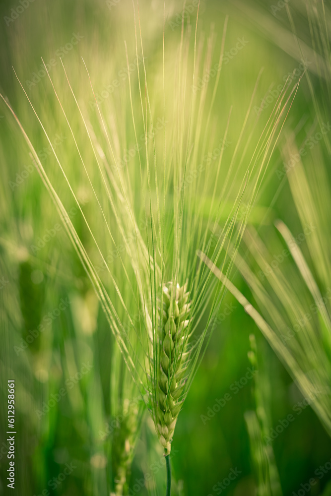spikelets of green brewing barley in a field. spikelets of green brewing barley in a field.