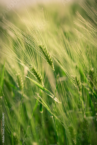 spikelets of green brewing barley in a field.