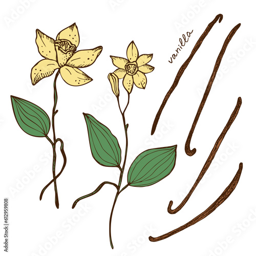 Vanilla flower and sticks of vanilla plant set with Isolated pods fragrant spice  illustration. Hand drawn color image with stroke doodle sketch. Design element for background template, label