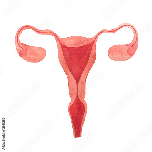 uterus, female reproductive organ, ovaries, fallopian tubes, endometrium, cervical canal, cervix, watercolor hand drawn illustration isolated