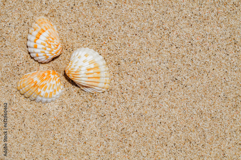 Three seashells on beach sand, close-up, top view, background Three seashells on beach sand, close-up, top view, background