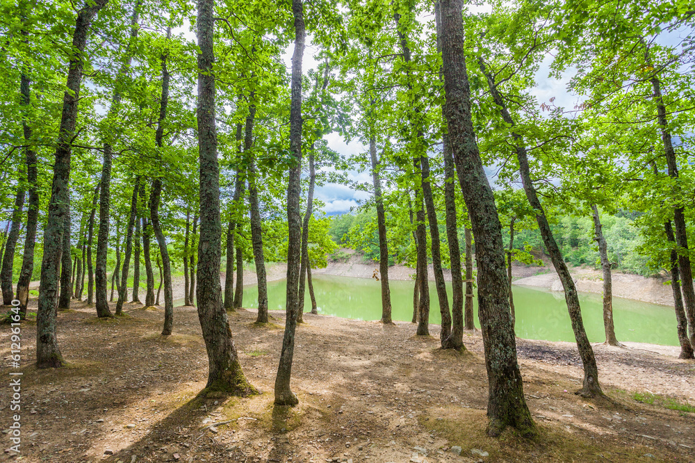 Trees in grove on shore of mountain lake on clear day Trees in grove on shore of mountain lake on clear day