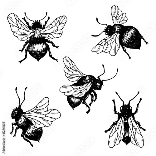 Set of sketch doodles of a honey bee.Vector graphics.