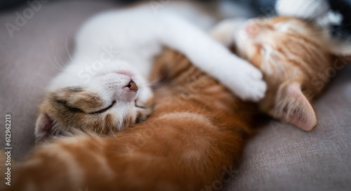 Portrait of two little adorable kittens (red and tricolor) sleeping together
