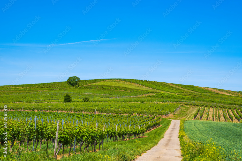 Hike through the vineyards in Rheinhessen near Vendersheim/Germany