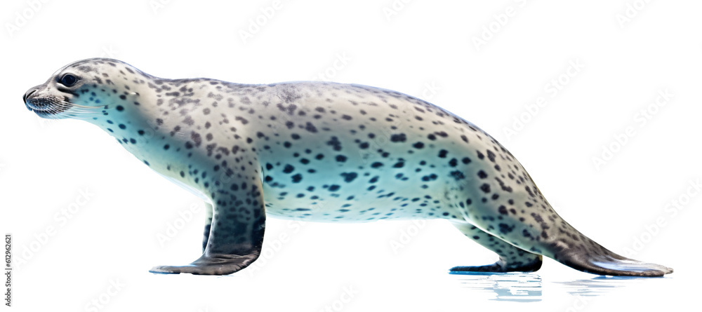 leopard seal isolated on the transparent background PNG. AI generative. leopard seal isolated on the transparent background PNG. AI generative.
