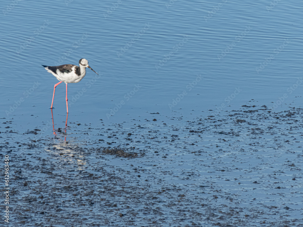 Black Necked Stilt in Chilean Coastal Wetland Black Necked Stilt in Chilean Coastal Wetland