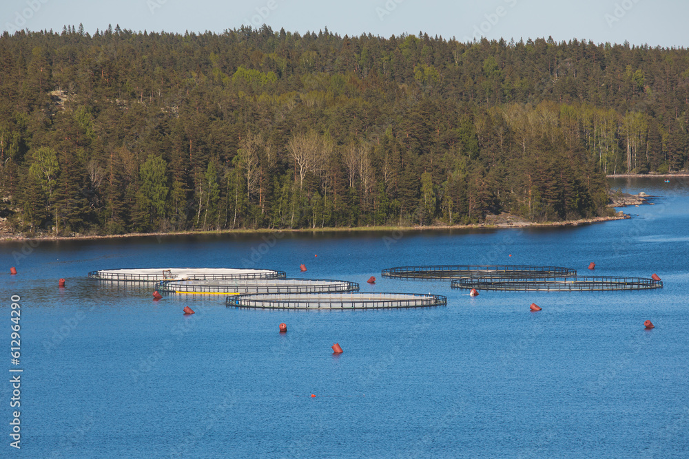 View of circle sea fish farm cages and round fishing nets, farming salmon, trout and cod, feeding the fish a forage, with scandinavian lake landscape and forest island in the background in a summer