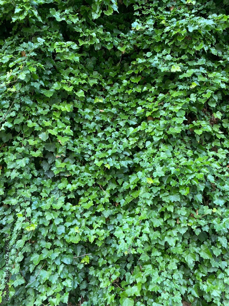 Vines and leaves on a Stone wall, backdrop Vines and leaves on a Stone wall, backdrop