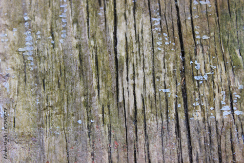 Wood Texture  Brown wooden background