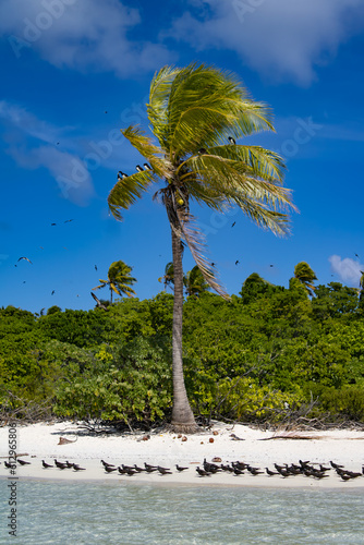 Palm tree on The Birds Island one of the Brandon Marlo islands in Tetiaroa photo
