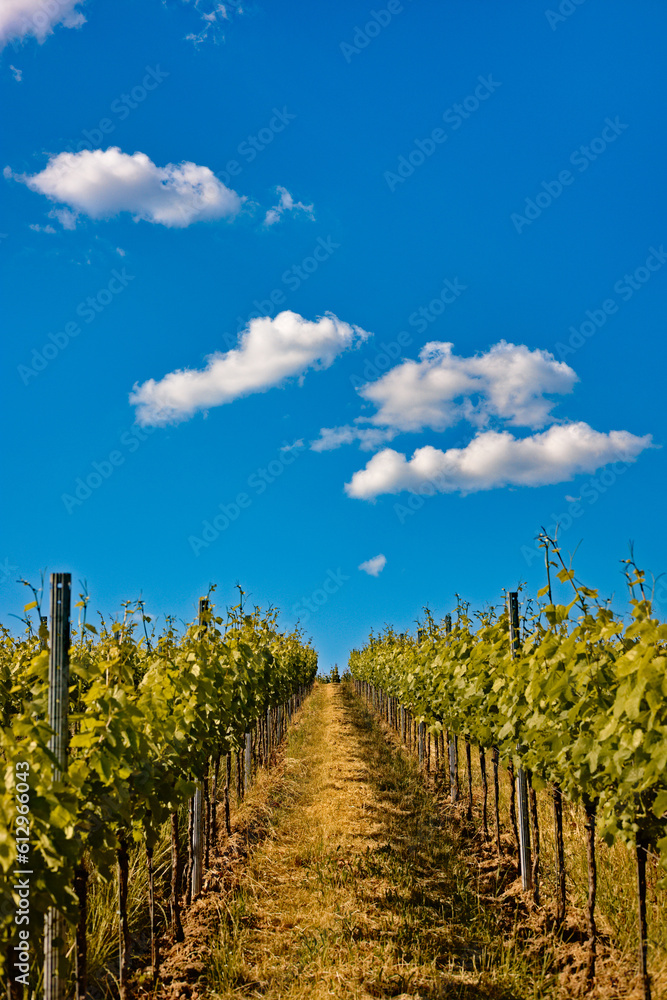 Clouds above vineyard in Gleiszellen, Germany