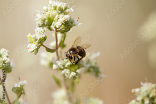 honey bee looking for pollen