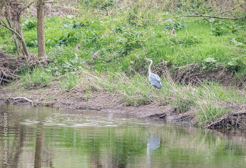 Heron on the bank of the river Teviot in the Scottish Borders  UK
