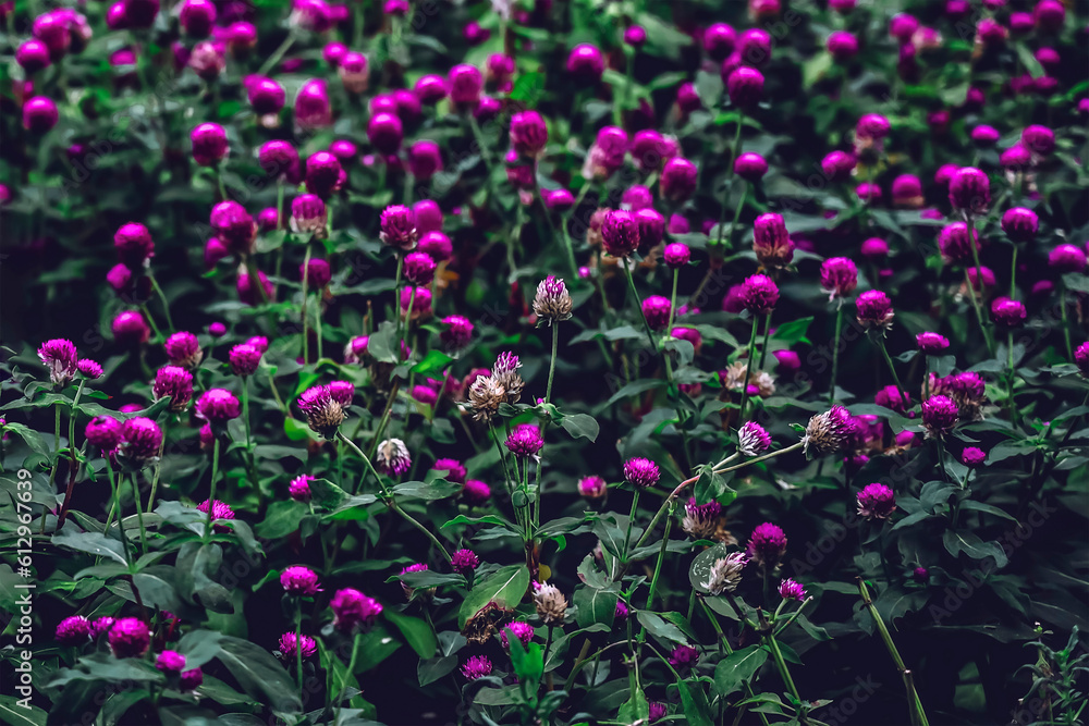 field of flowers