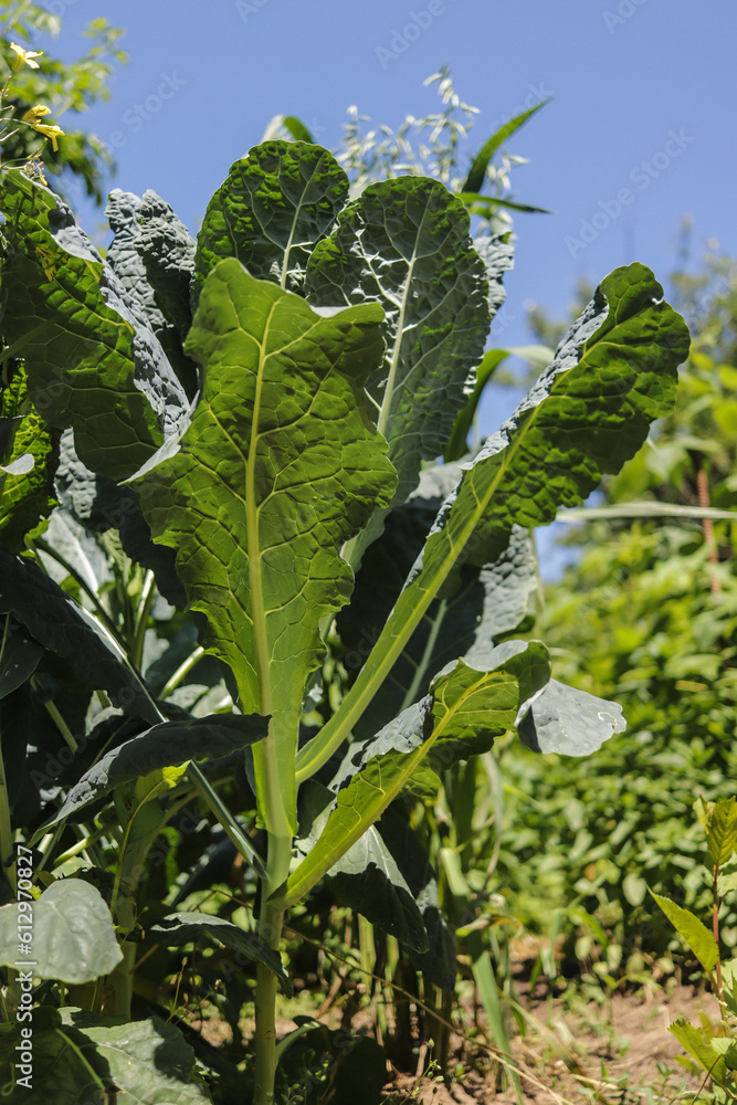 kale close-up selective focus, proper nutrition and vitamin products kale close-up selective focus, proper nutrition and vitamin products