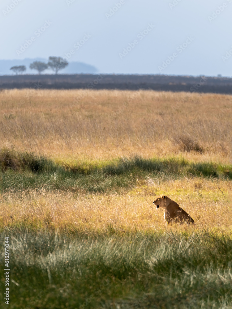 Portrait of a lone lioness sitting on the savannah grass. Beautiful savannah background.