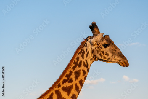 Portrait of a lone giraffe against clear blue sky © mathilde