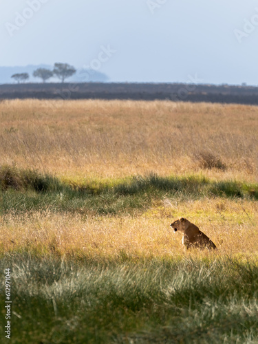 Portrait of a lone lioness sitting on the savannah grass. Beautiful savannah background.