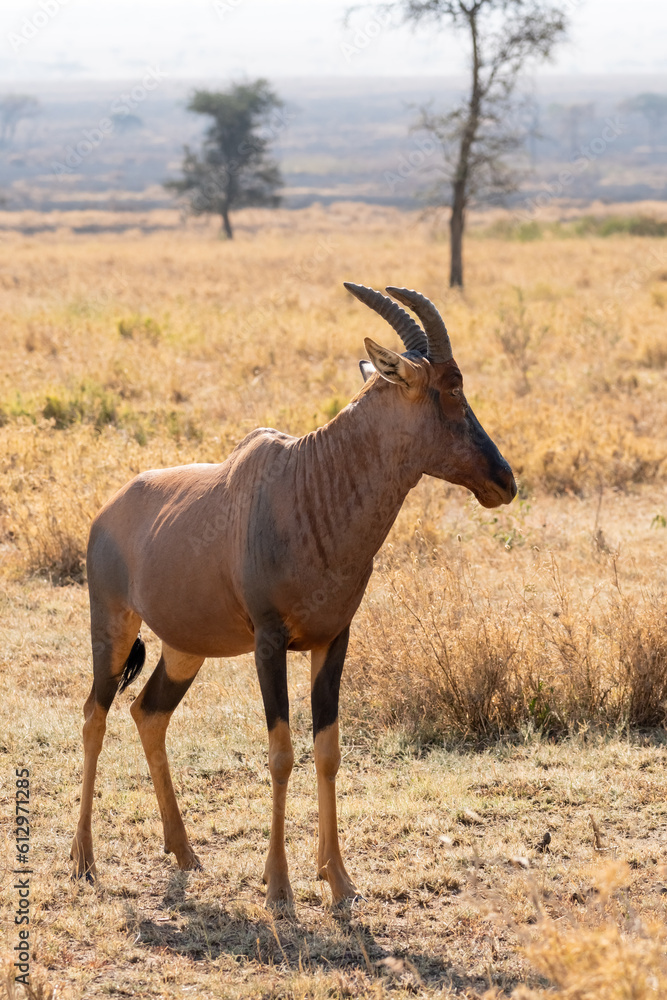 Hartebeest - Alcelaphus buselaphus, large antelope from African savannah, Serengeti, Tanzania Hartebeest - Alcelaphus buselaphus, large antelope from African savannah, Serengeti, Tanzania