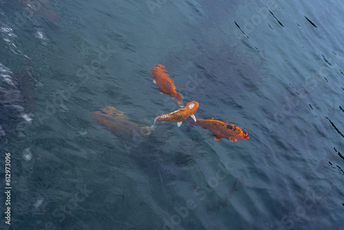 Colorful Koi Carp Fish swimming in a lake.
