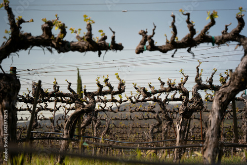 Vineyard fields off season in Napa Valley, California. © Martin