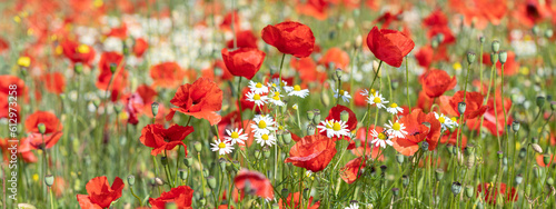 field of red poppies