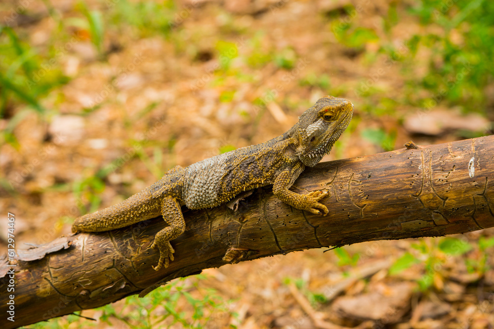 Fototapeta premium dragon agama lizard on a tree.reptile camouflaged on a tree.wildlife photography concept.