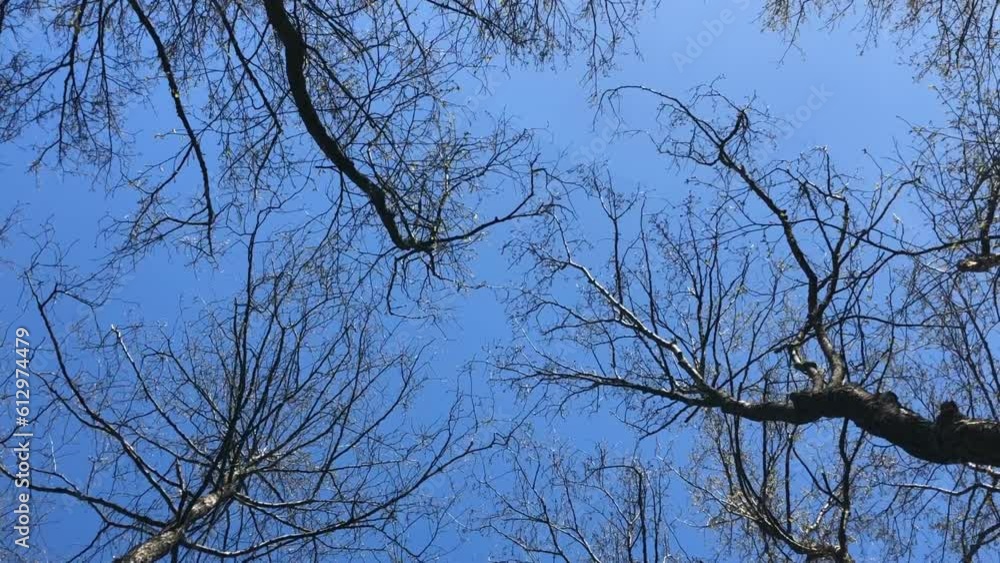 branches of tall trees sway, reach for the sun, low angle view branches of tall trees sway, reach for the sun, low angle view