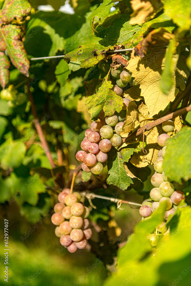 .Serra Catarinense Wineries, Brazil, Altitude wines