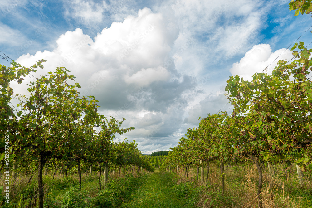 Fototapeta premium .Serra Catarinense Wineries, Brazil, Altitude wines