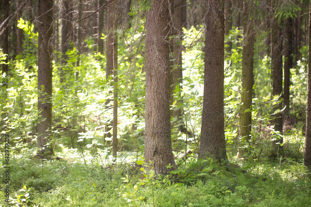 Spruce forest.Untouched spruce forest in summer. Spruce forest.Untouched spruce forest in summer.