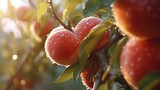 Macro Shot of some Peaches attached to the Tree, Soffuse Lighting, Some Water Droplets over the Fruits. Generative AI.
