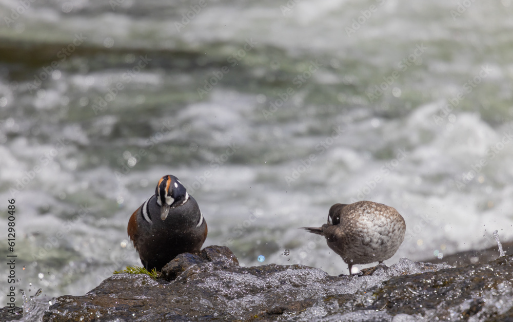 Fototapeta premium Male and Female Harlequin Ducks in the Yellowstone River 