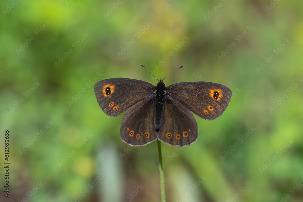 Orman Güzelesmeri » Erebia medusa » Woodland Ringlet Orman Güzelesmeri » Erebia medusa » Woodland Ringlet