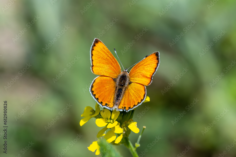 Lycaenidae / Küçük Ateş / Lesser Fiery Copper / Lycaena thersamon Lycaenidae / Küçük Ateş / Lesser Fiery Copper / Lycaena thersamon